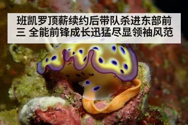 班凯罗顶薪续约后带队杀进东部前三 全能前锋成长迅猛尽显领袖风范